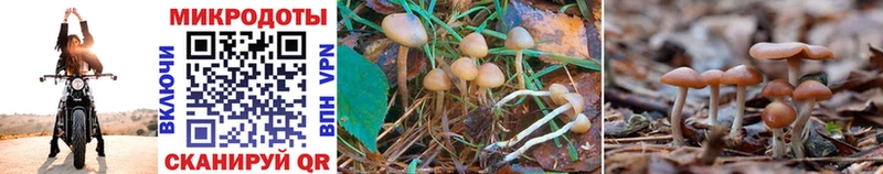 наркошоп  Самара  omg ссылка  Псилоцибиновые грибы Magic Shrooms 